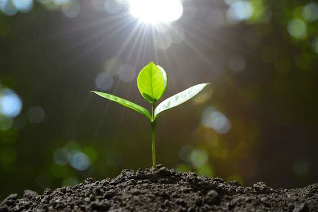 Green plant sprouting from soil in sunlight